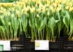 Tulipa Golden Ticket (1)